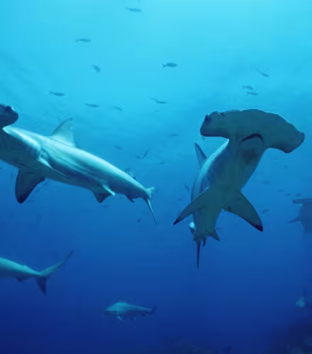 Couple de requin-marteau halicorne (Sphyrna lewini), Galapagos