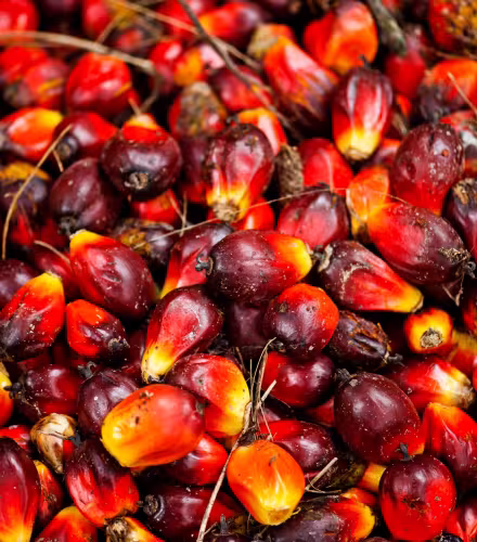 Fruits de palmiers à huile à Sumatra (Indonésie)