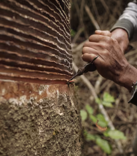 Exploitation du caoutchouc sur un hévéa (Pérou)