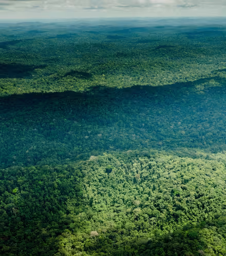 Vue aérienne de la réserve biologique d'Uatumã, Amazonas (Brésil)