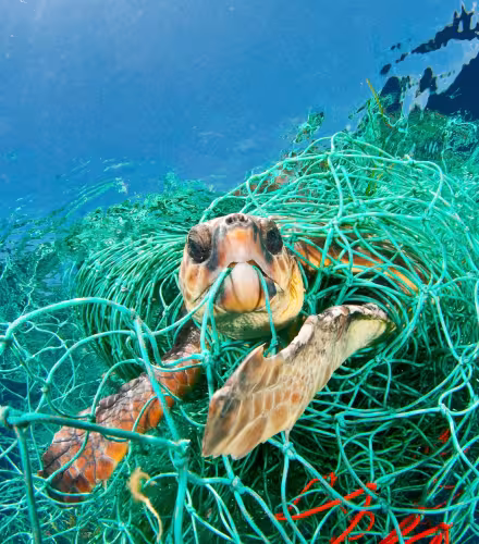 Tortue caouanne (Caretta caretta) prise dans un filet, Mer Méditerranée