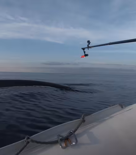 Un expert marin du WWF France pose une balise sur le dos d'un rorqual commun (Balaenoptera physalus)