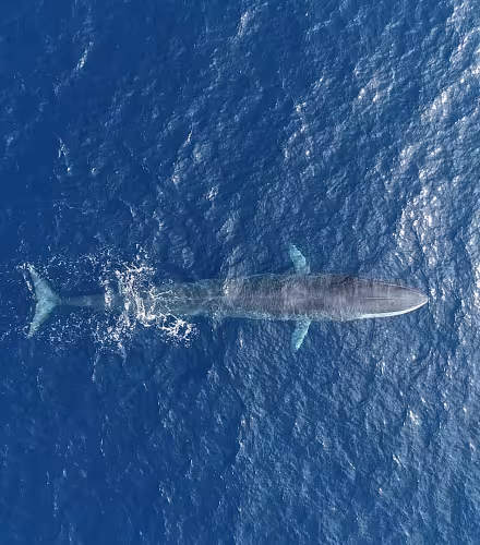 Vue aérienne d'un rorqual (Balaenoptera physalus) commun dans le Sanctuaire Pelagos, Méditerranée.