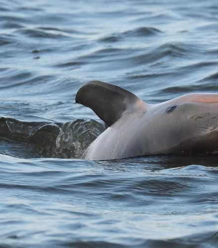 Dauphin de Guyane (Sotalia guianensis) observé par l'équipe du WWF Guyane (Guyane Française)