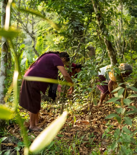 Deux femmes entretiennent leur plantation de vanille (Mexique)