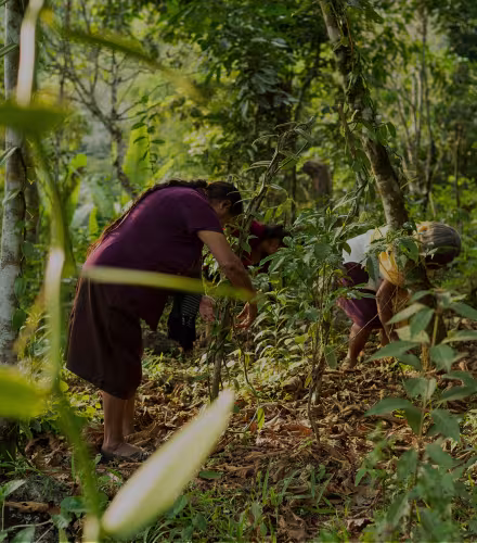 Deux femmes entretiennent leur plantation de vanille au Mexique