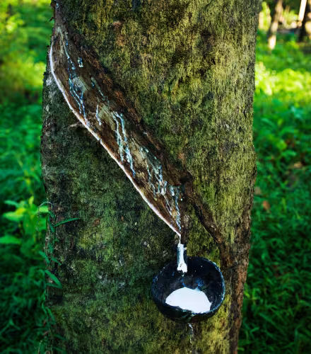 Latex recueilli d'un hévéa, région de Tanintharyi (Myanmar)