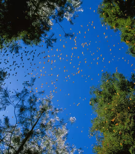 Fin mars, les papillons Monarques (Danaus plexippus) de la Réserve de biosphère du papillon monarque au Mexique prennent leur envol pour migrer vers les Etats-Unis et le Canada.
