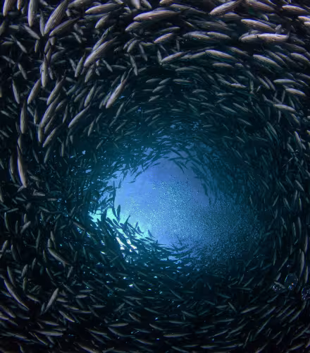Un banc de Xenocys jessiae, des poissons que l'on trouve seulement dans les eaux des îles Galapagos, Equateur.
