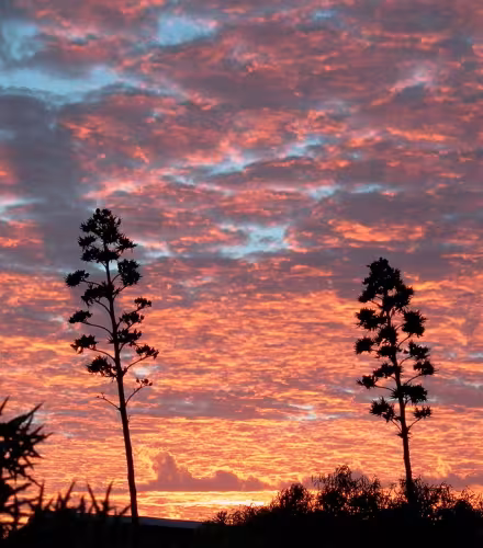 Coucher de soleil sur la forêt épineuse de Madagascar 