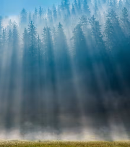 Paysage de forêt dans le Parc national de Pirin 