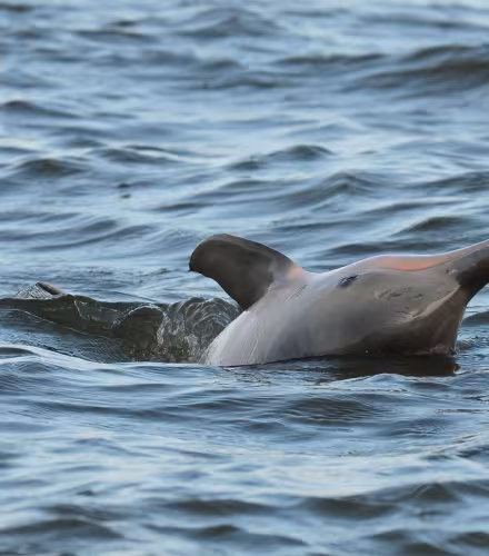Dauphin de Guyane (Sotalia guianensis) observé par l'équipe du WWF Guyane (Guyane Française)