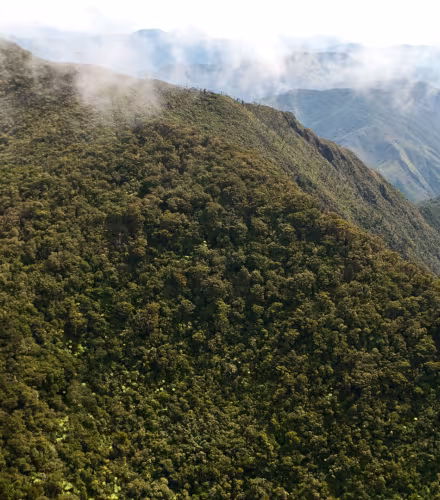 La forêt en Nouvelle-Calédonie