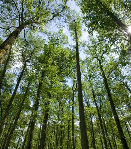 Forêt en Lituanie à la fin du printemps, Europe