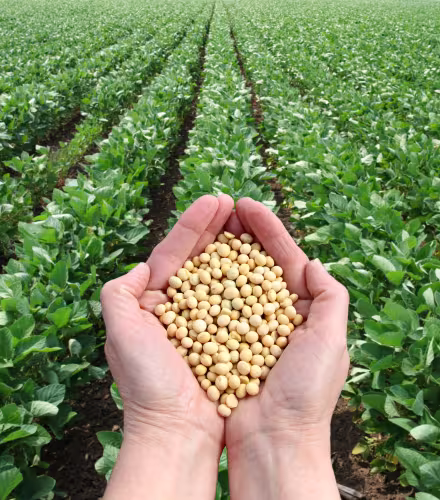 Champ de soja certifié RTRS au Mato Grosso (Brésil)